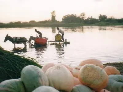 Courge au fleuve 400x300.jpg