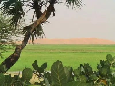 verdure dune 400x300.jpg